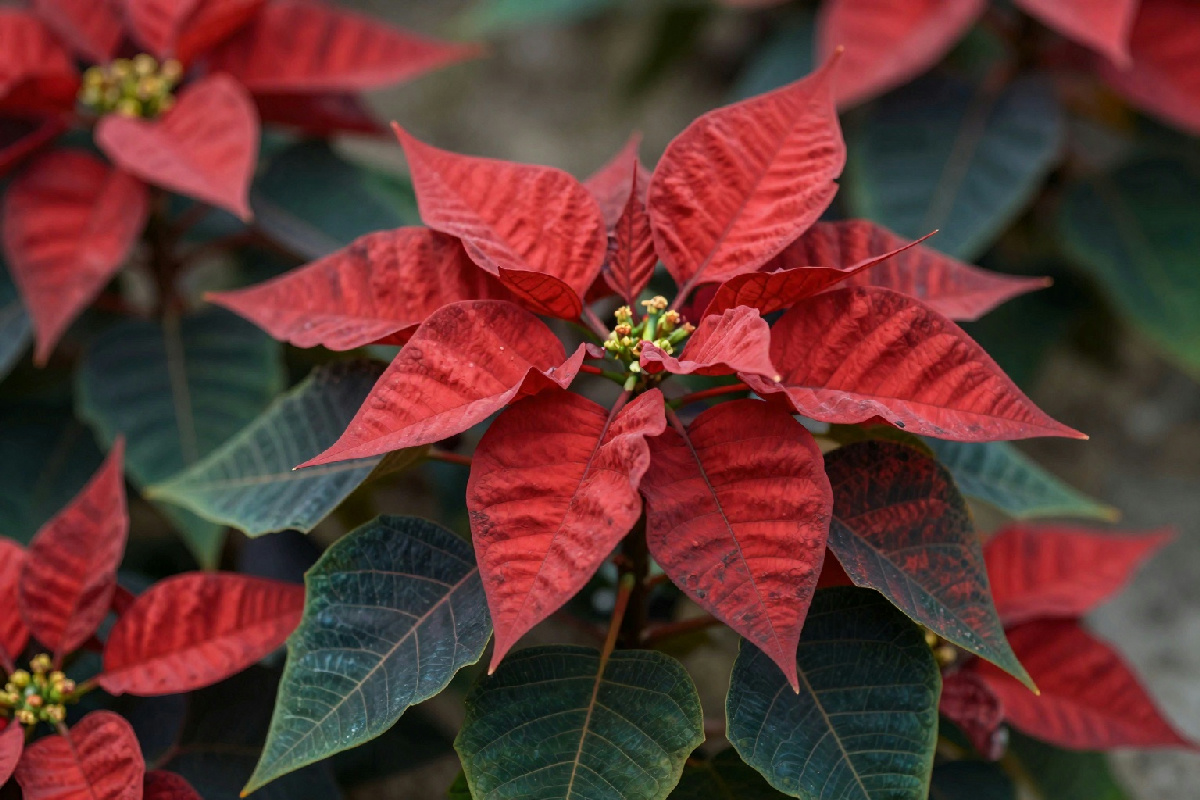 5 segnali che indicano che la tua stella di natale ha bisogno di aiuto: cosa fare per salvarla
